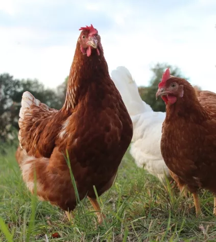 chlorek choliny dla kur