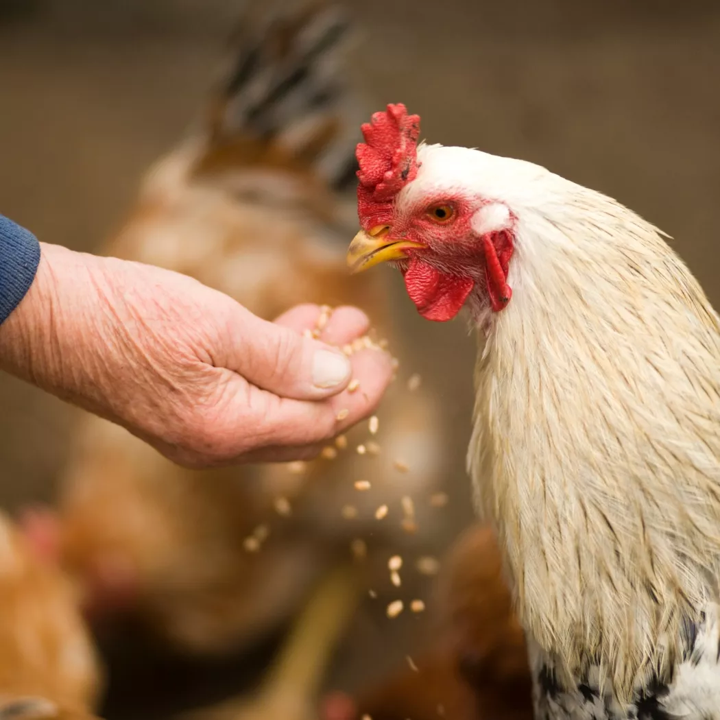 cholin chlorid krmný pro drůbež