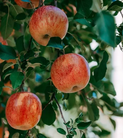 chlorek wapnia do oprysków do sadu
