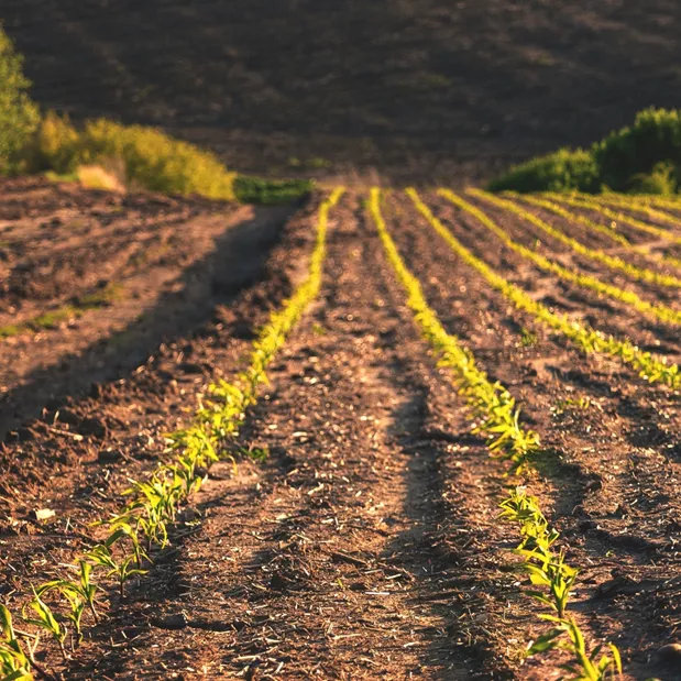 Fosforecnan diamonny