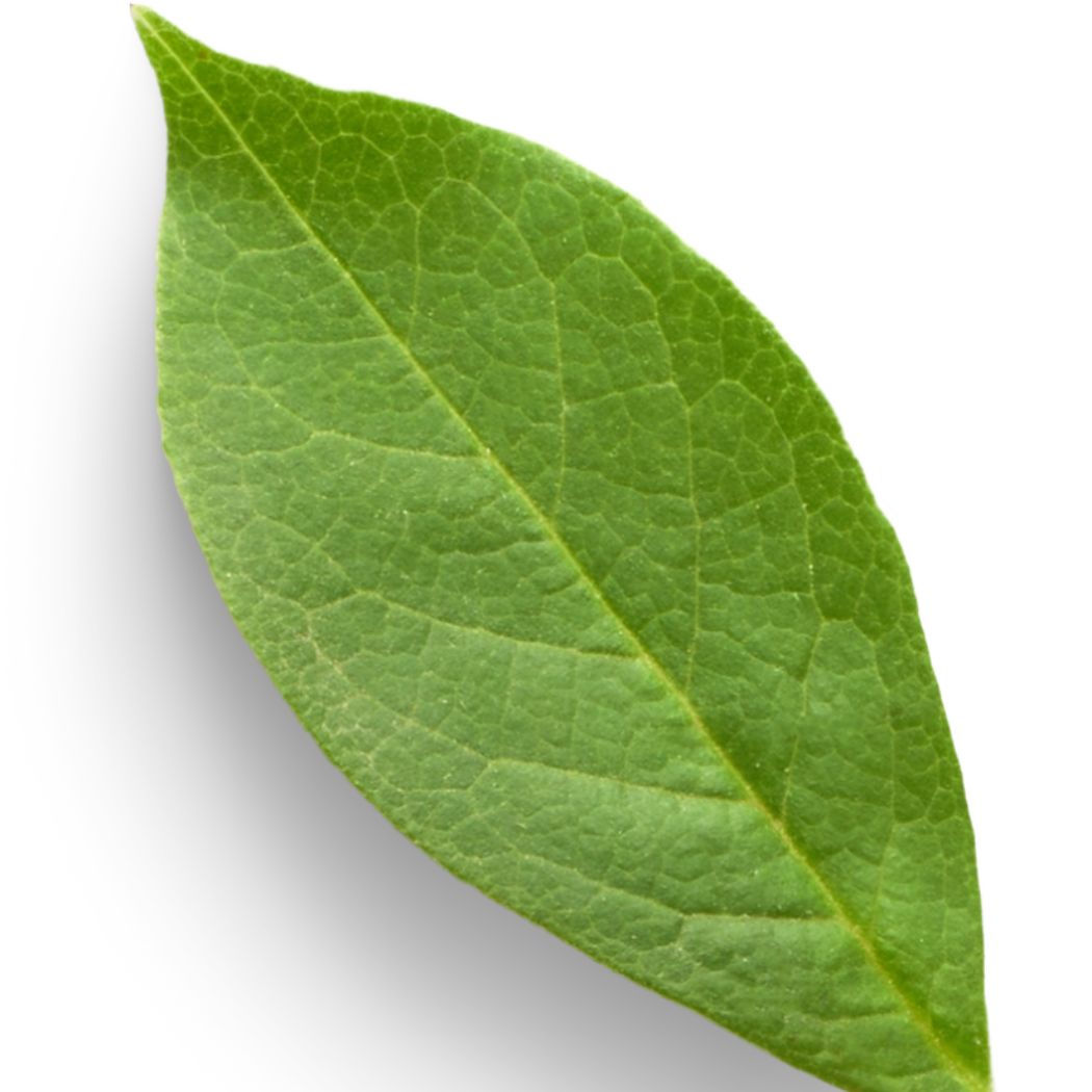 rostlinný glycerin vlastnosti