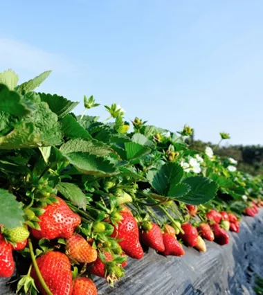 kwas askorbinowy w nawozach