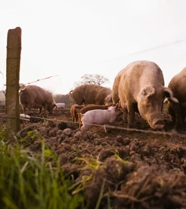 kwas askorbinowy w produkcji pasz