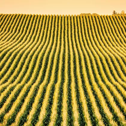 síran zinečnatý heptahydrát pro výrobu hnojiv