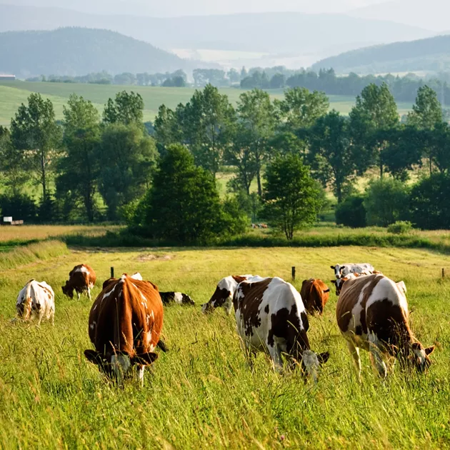 síran zinečnatý heptahydrát krmivářský