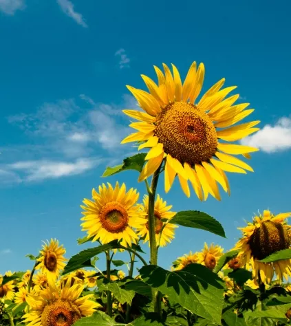 tiosiarczan amonu ats do nawozów